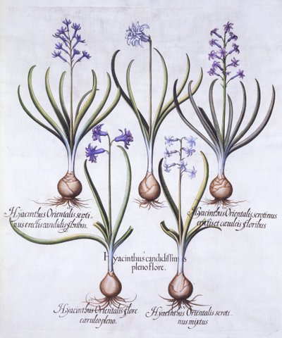 Variedades de jacinto con bulbo, de Hortus Eystettensis, por Basil Besler, pub. 1613 de German School