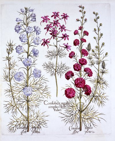 Variedades de Espuela de Caballero, de Hortus Eystettensis, por Basil Besler, pub. 1613 de German School