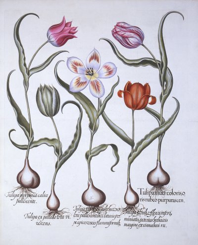 Variedades de Tulipán, de Hortus Eystettensis, por Basil Besler, pub. 1613 de German School