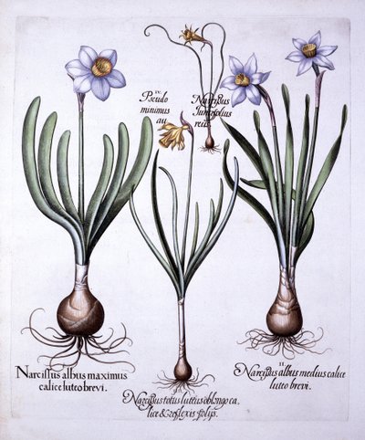 Varios Narcisos, de Hortus Eystettensis, por Basil Besler, pub. 1613 de German School