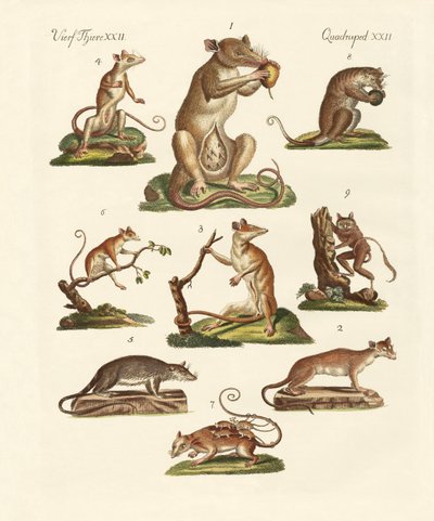 Varios tipos de marsupiales de German School