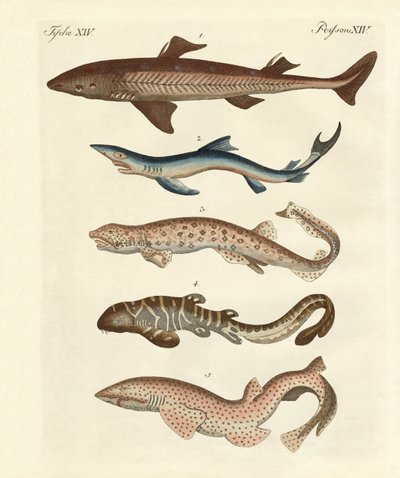Varios tipos de tiburones de German School