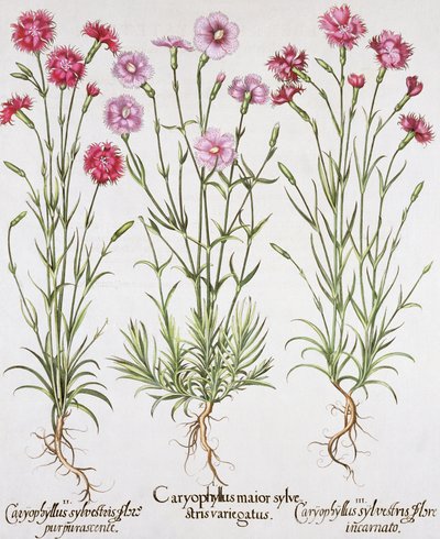 Varias variedades de Dianthus, de Hortus Eystettensis por Basil Besler, pub. 1613 de German School
