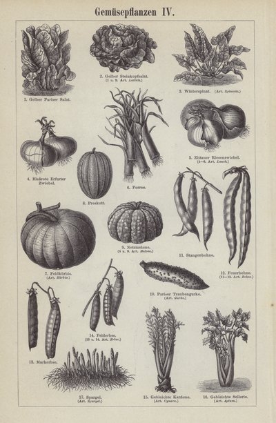 Verduras (grabado) de German School
