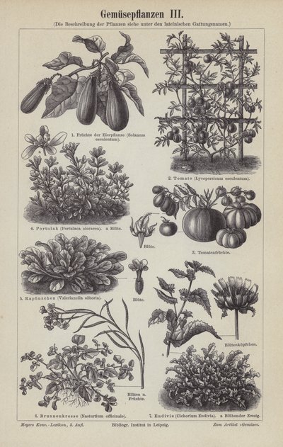 Vegetales de German School