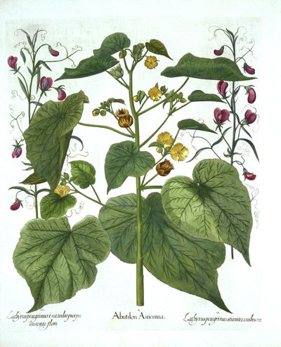 Malva y guisantes dulces, de Hortus Eystettensis, por Basil Besler, pub. 1613 de German School
