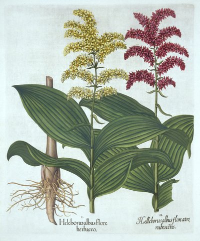 Veratrum, de "Hortus Eystettensis", por Basil Besler de German School