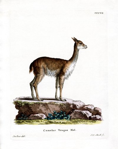 Vicuña de German School