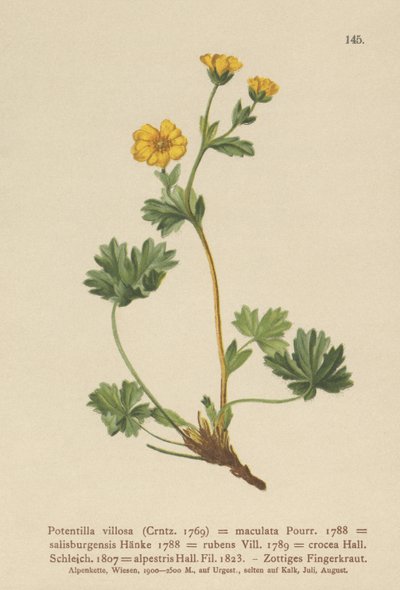 Potentilla villosa (Potentilla villosa, Potentilla maculata, Potentilla rubens, Potentilla crocea, Potentilla alpestris, Potentilla salisburgensis) de German School