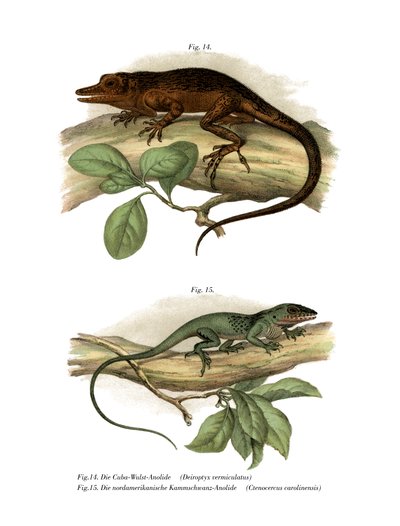 Anolis de Viñales de German School
