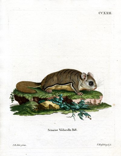 Ardilla voladora de Virginia de German School