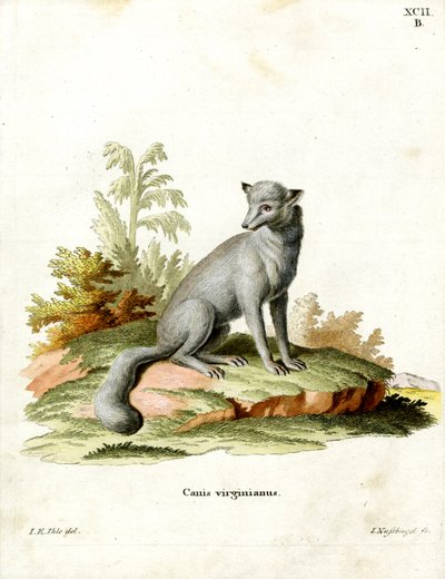 Zorro Virginiano de German School