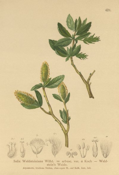 Sauce de Waldstein (Salix Waldsteiniana, Salix arbusc. var.) de German School
