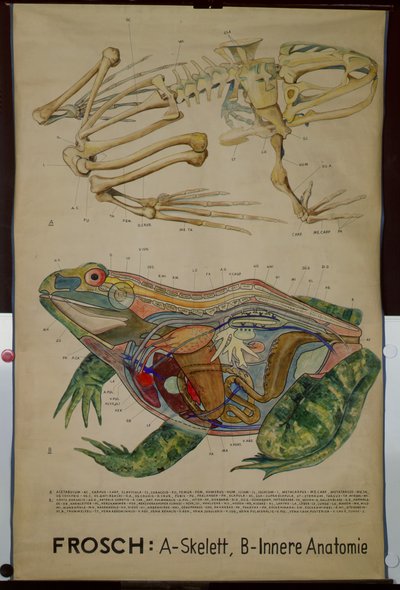 Carta mural del esqueleto y anatomía de una rana de German School