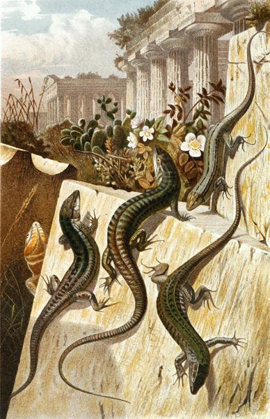 Lagartija de pared, lámina de "Brehms Tierleben: Allgemeine Kunde des Tierreichs", vol.7, p.151, publicado por Bibliographisches Institut de German School