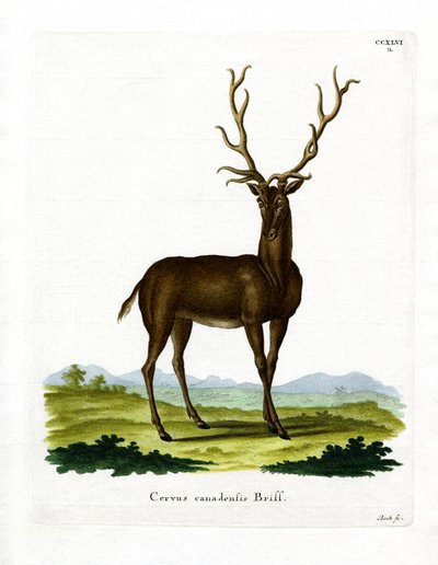 Wapiti de German School