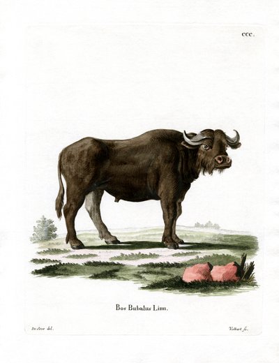 Búfalo de Agua de German School