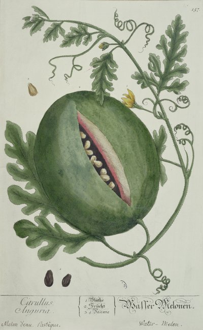 Sandía, de A Curious Herbal, edición alemana, publicada en 1757 de German School
