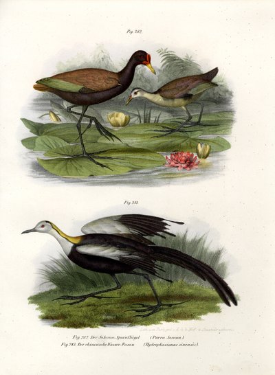 Jacana de cresta, 1864 de German School