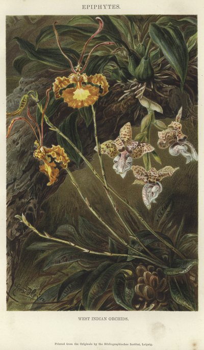 Orquídeas de las Indias Occidentales de German School