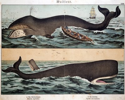 Ballena, en “Historia Natural de los Mamíferos”, ed. Schreiber, Múnich de German School
