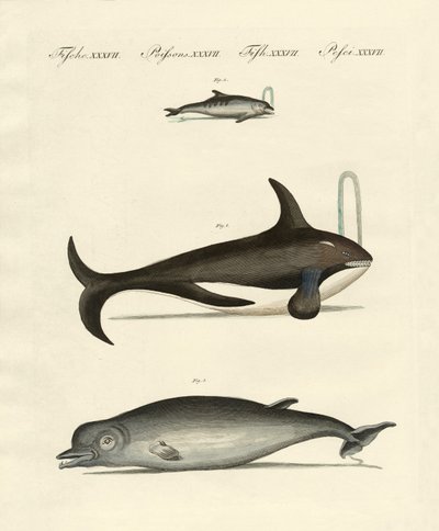 Ballenas y delfines de German School
