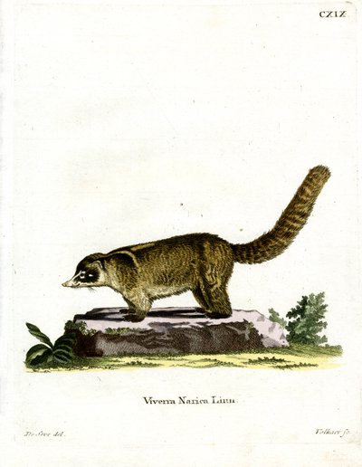 Coatí de Nariz Blanca de German School