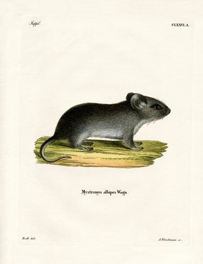 Ratón de Cola Blanca de German School