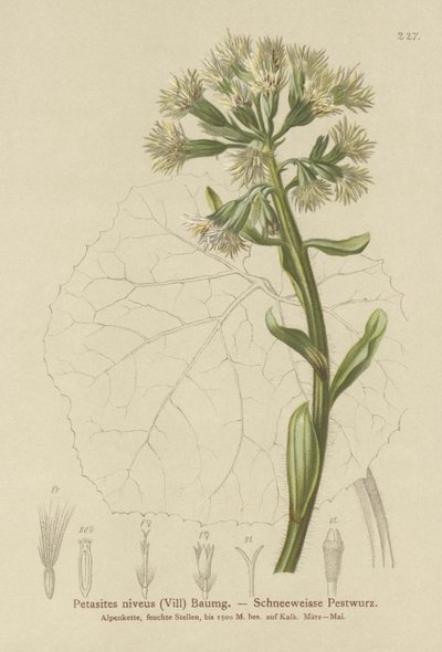 Petasites blanco (Petasites niveus, Petasites albus) de German School