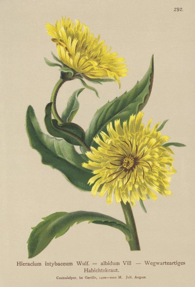 Hierba de halcón blanca (Hieracium intybaceum) de German School