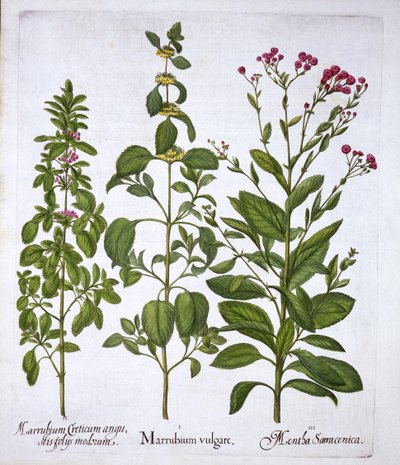 Marrubio blanco, marrubio y menta, de Hortus Eystettensis, por Basil Besler, pub. 1613 de German School