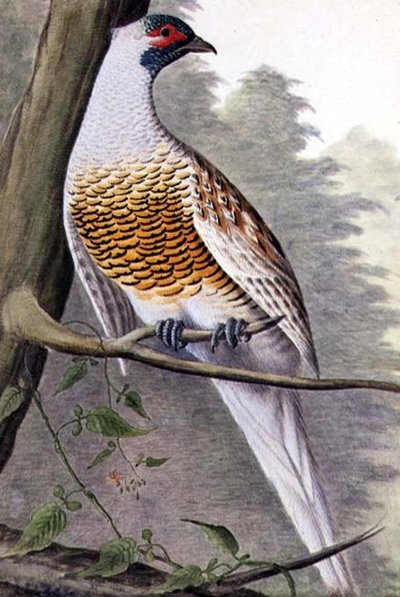 Faisán blanco, c.1740 de German School