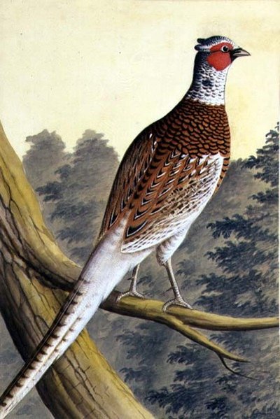 Faisán blanco, c.1740 de German School