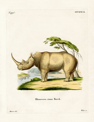 Rinoceronte blanco de German School