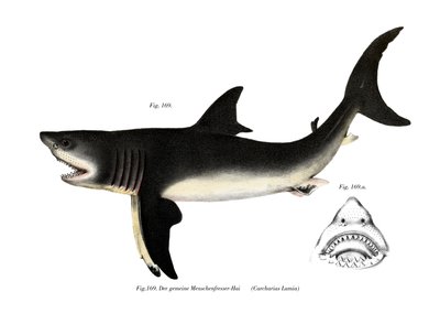 Tiburón Blanco de German School