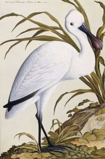 Espátula Blanca, 1750-1800 de German School