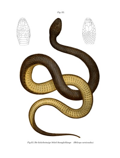 Serpiente de Keelback de Wied de German School