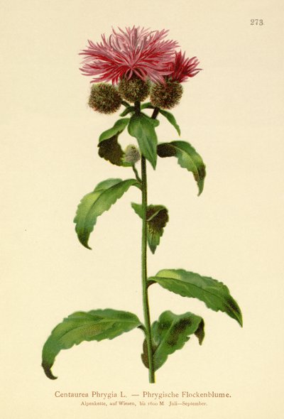Centaurea Phrygia (Centaurea Phrygia) de German School