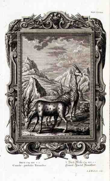 Animales salvajes, de 