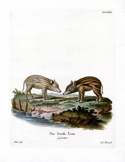 Jabalíes Pigmeos de German School