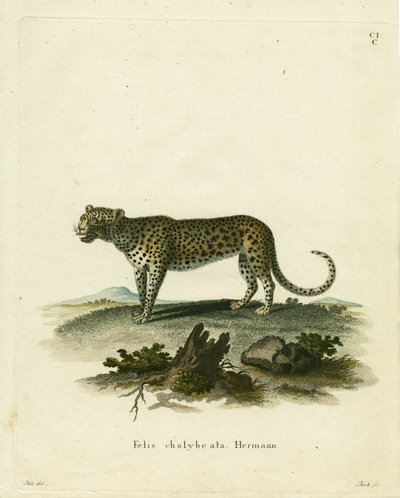 Gato Salvaje de German School