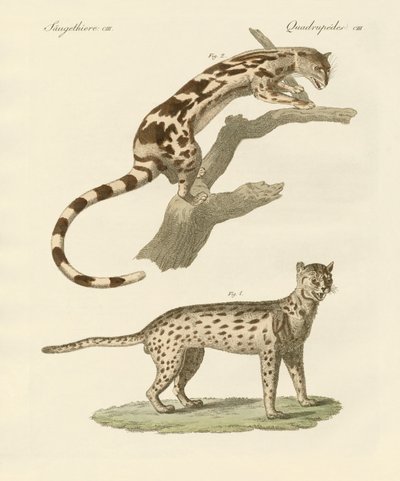 Animales salvajes de German School