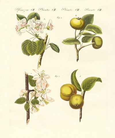 Tipos de frutas silvestres de German School