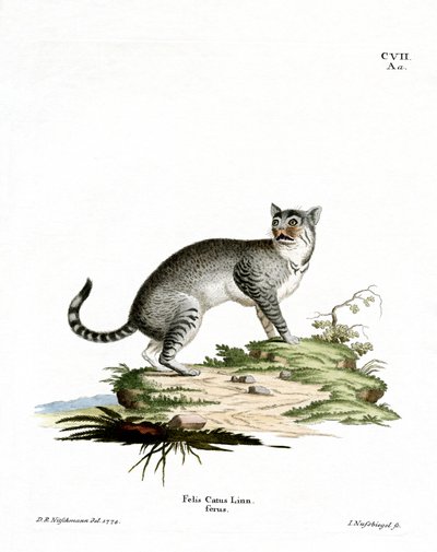 Gato montés de German School