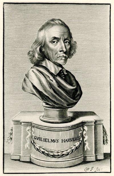 William Harvey de German School