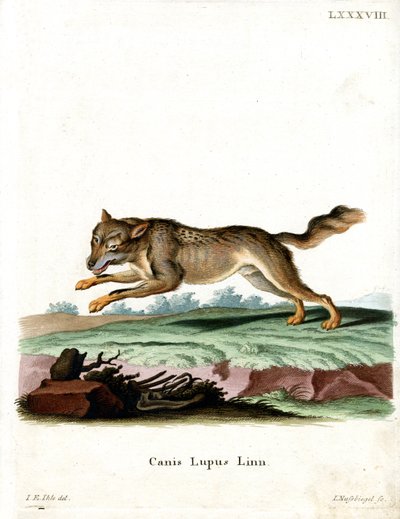 Lobo de German School