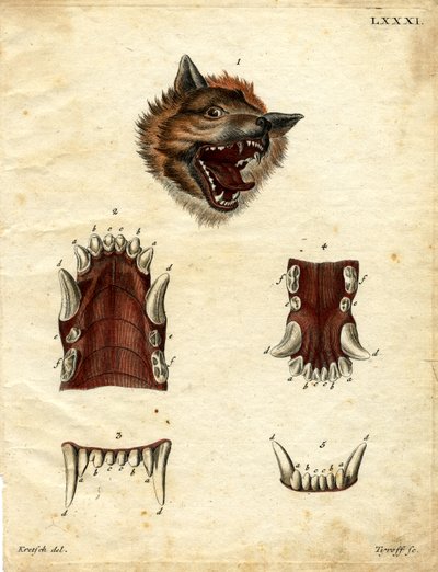 Lobo de German School