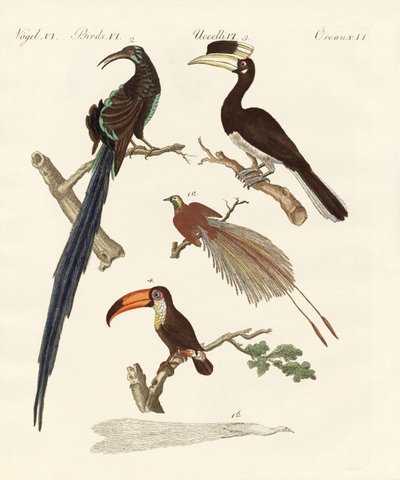 Aves maravillosas de German School