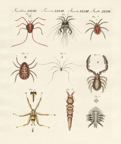 Insectos maravillosos de German School