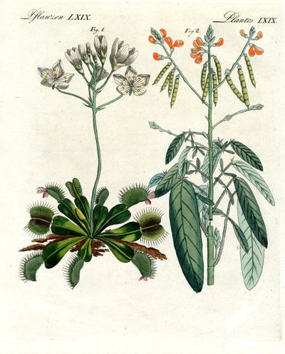 Plantas maravillosas de German School